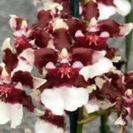 Double Spikes - Fragrant Oncidium Heaven Scent ‘Redolence’ (3.5” Pot)