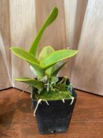 Rlc. Yingluck Smile ‘New Day’ (3.5” Pot) - Image 4