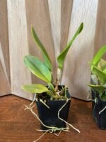 Rlc. Yingluck Smile ‘New Day’ (3.5” Pot) - Image 5