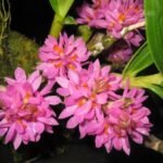 Dendrobium bracteosun x sib (‘Little Eve’ x ‘Pink’) (3.5” pot)