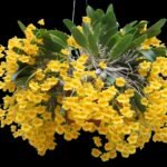 Fragrant - Dendrobium aggregatum (syn. lindleyi) (3.5” pot)