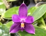 Fragrant - Phalaenopsis violacea Indigo x sib (3” Pot)