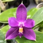 Fragrant - Phalaenopsis violacea Indigo x sib (3” Pot)