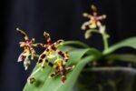 Fragrant - Phalaenopsis mannii x sib (3” Pot) - Image 2