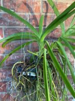 Vanda Muang Thong ‘NN’ Blooming Size (3.5” Pot) - Image 3