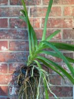Vanda Muang Thong ‘NN’ Blooming Size (3.5” Pot) - Image 2