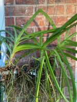 Vanda Muang Thong ‘NN’ Blooming Size (3.5” Pot) - Image 6
