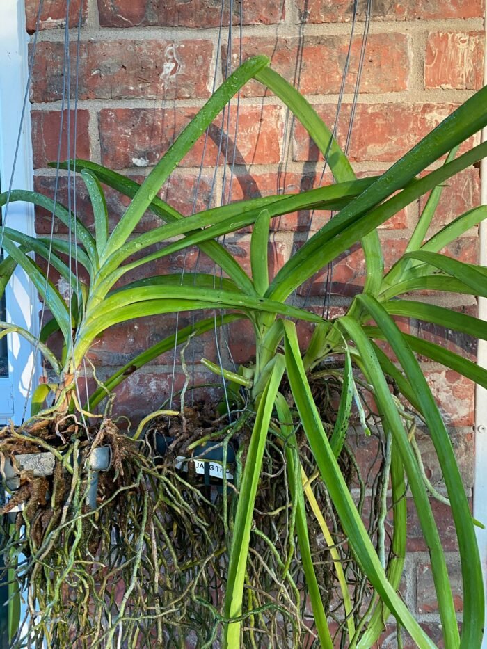 Vanda Muang Thong ‘NN’ Blooming Size (3.5” Pot) - Image 6