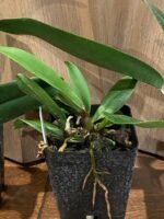 Rlc. Jennifer Off ‘Joan’ HCC/ AOS (3.5” pot) - Image 5