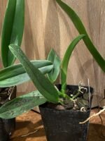 Rlc. Jennifer Off ‘Joan’ HCC/ AOS (3.5” pot) - Image 7