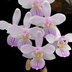 Phalaenopsis lindenii x sib (3” Pot)