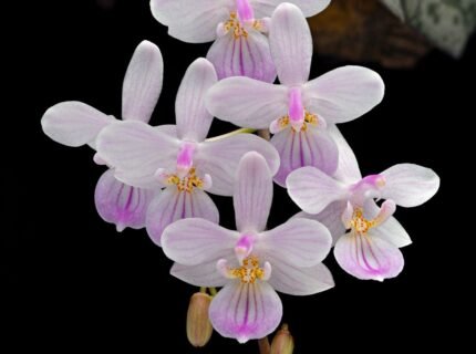 Phalaenopsis lindenii x sib (3” Pot)