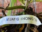 Vanda Muang Thong ‘NN’ Blooming Size (3.5” Pot) - Image 7