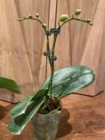 Phalaenopsis Taida Salu 2 Spikes (4.5" pot) - Image 10
