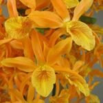 Dendrobium Stardust ‘Firebird’ (3.5” Pot)