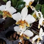 Phalaenopsis stuartiana v. tipo x sib Two Growths (3” pot)