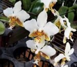 Phalaenopsis stuartiana v. tipo x sib (3” pot)