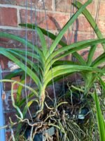 Vanda Muang Thong ‘NN’ Blooming Size (3.5” Pot) - Image 4