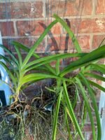Vanda Muang Thong ‘NN’ Blooming Size (3.5” Pot) - Image 5