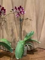 Phalaenopsis New Hybrid Novelty Color In Spike (3.5" pot) - Image 7