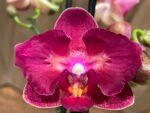 Phalaenopsis Lianher Happy Star Peloric 2 Spikes (3.5" pot) - Image 2