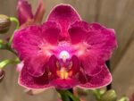 Phalaenopsis Lianher Happy Star Peloric 2 Spikes (3.5" pot)