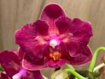 Phalaenopsis Lianher Happy Star Peloric 2 Spikes (3.5" pot) - Image 3