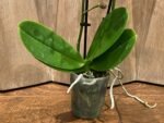 Phalaenopsis Lianher Happy Star Peloric 2 Spikes (3.5" pot) - Image 7
