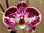Phalaenopsis I-Hsin Stacy In Spikes (4.5" pot) - Image 4