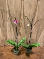 Phalaenopsis I-Hsin Stacy In Spikes (4.5" pot) - Image 6