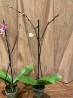 Phalaenopsis I-Hsin Stacy In Spikes (4.5" pot) - Image 7