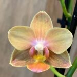 Phalaenopsis - Light Orange Blooming Size (3.5" pot)