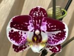 Phalaenopsis I-Hsin Stacy In Spikes (4.5" pot)