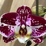 Phalaenopsis I-Hsin Stacy In Spikes (4.5" pot)