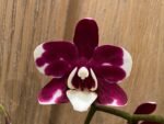 Phalaenopsis New Hybrid Novelty Color In Spike (3.5" pot) - Image 2