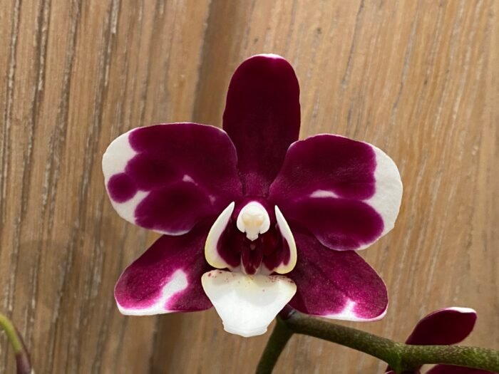 Phalaenopsis New Hybrid Novelty Color In Spike (3.5" pot) - Image 2
