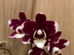 Phalaenopsis New Hybrid Novelty Color In Spike (3.5" pot) - Image 3
