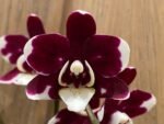 Phalaenopsis New Hybrid Novelty Color In Spike (3.5" pot)