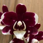 Phalaenopsis New Hybrid Novelty Color In Spike (3.5" pot)