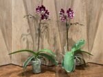 Phalaenopsis New Hybrid Novelty Color In Spike (3.5" pot) - Image 4
