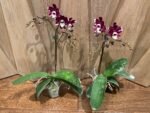 Phalaenopsis New Hybrid Novelty Color In Spike (3.5" pot) - Image 5