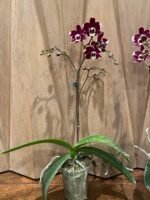 Phalaenopsis New Hybrid Novelty Color In Spike (3.5" pot) - Image 6