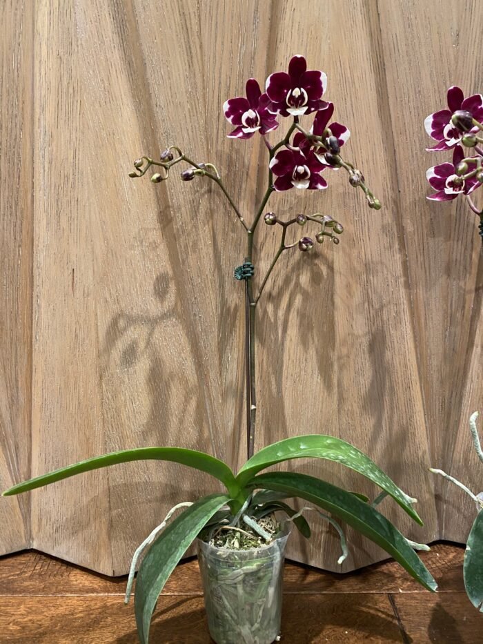 Phalaenopsis New Hybrid Novelty Color In Spike (3.5" pot) - Image 6