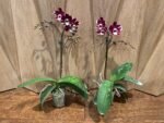 Phalaenopsis New Hybrid Novelty Color In Spike (3.5" pot) - Image 8