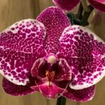 Phalaenopsis Large Dtps. Leopard King 2 Spikes (4.5" pot)