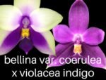 Fragrant - Phalaenopsis bellina var. coerulea x violacea var. indigo (3” pot) - Image 2