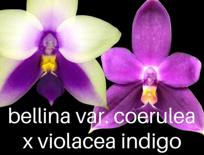 Fragrant - Phalaenopsis bellina var. coerulea x violacea var. indigo (3” pot) - Image 2