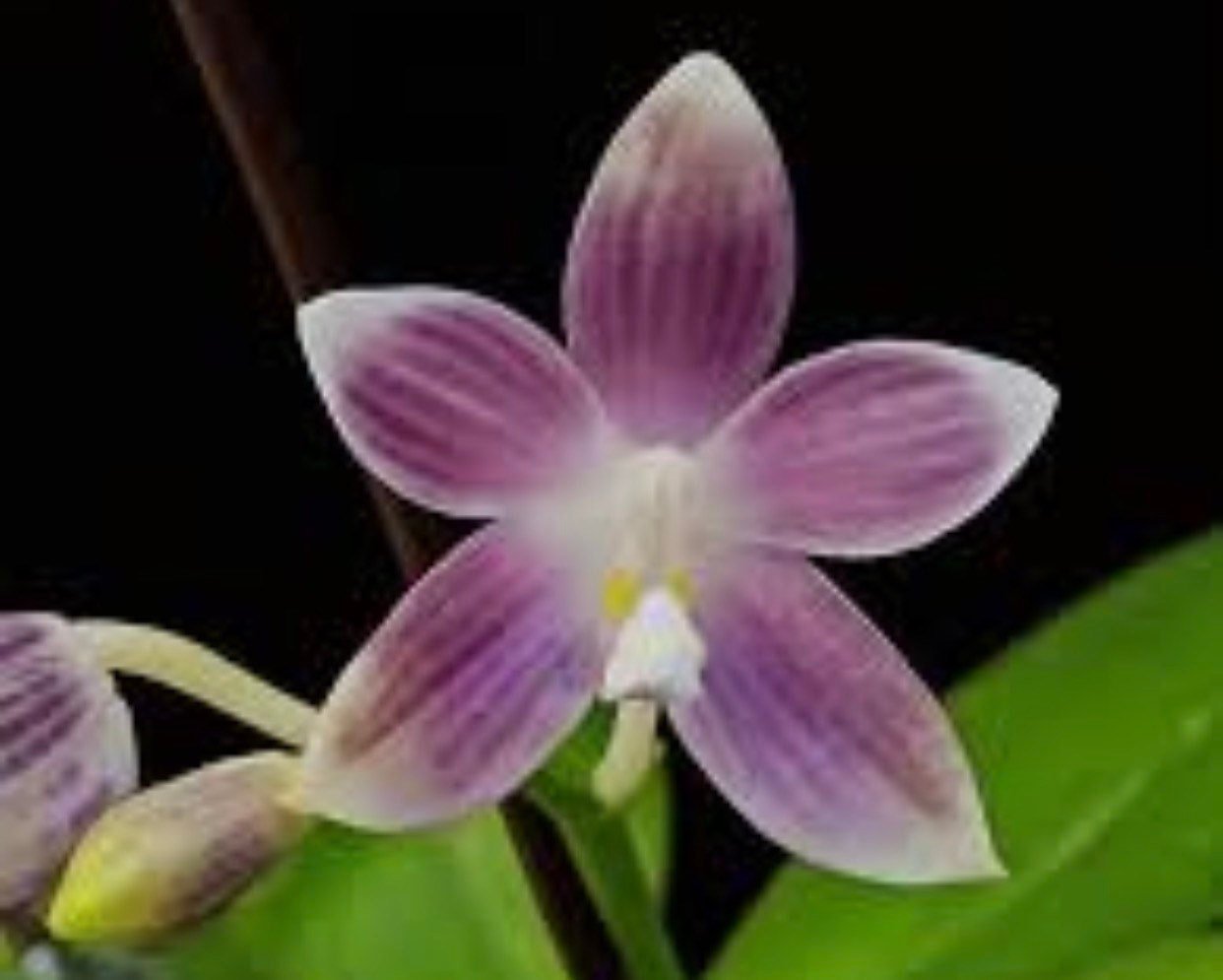 il_fullxfull.4343907965_sv9z.jpg Fragrant - Phalaenopsis speciosa ‘Blue’ (3” pot) - Image 1