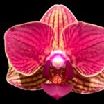 Phalaenopsis Taida Salu 2 Spikes (4.5" pot)