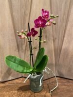 Phalaenopsis Lianher Happy Star Peloric 2 Spikes (3.5" pot) - Image 5